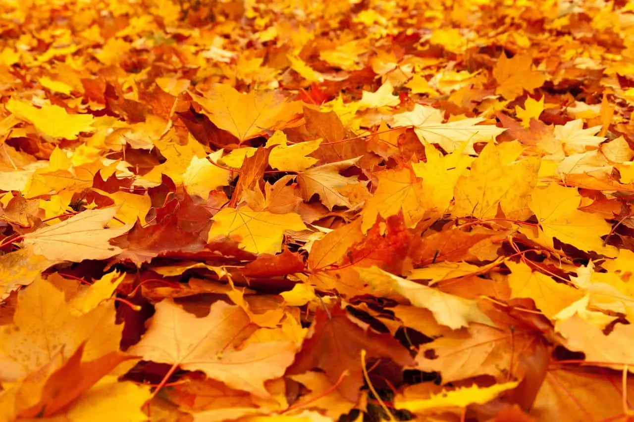 Wenn Herbstlaub zur Gefahr wird!