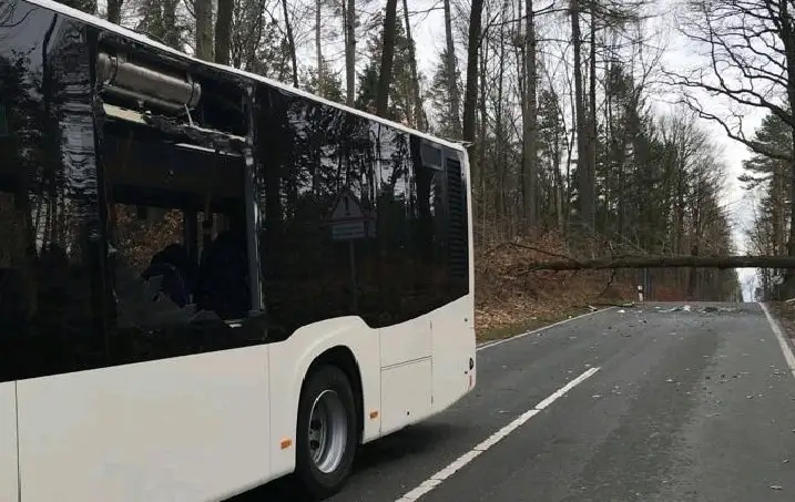 Bus vor umgestürztem Baum auf Straße