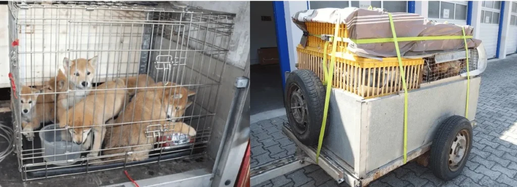 Hunde in Käfigen für Transport bereitgestellt.