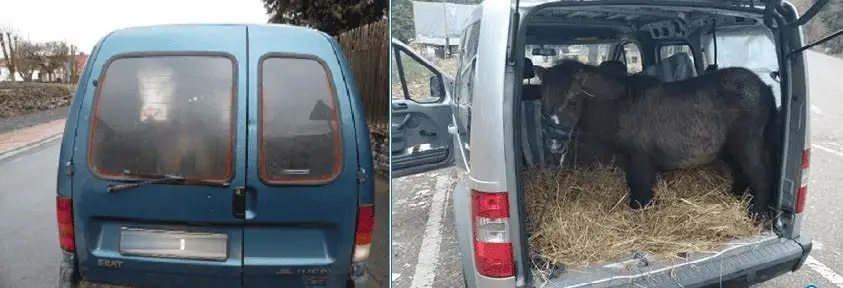 Ponys in Autos transportiert